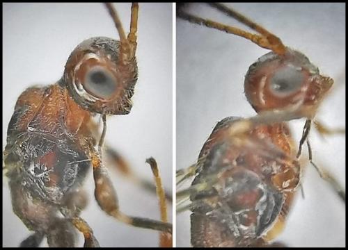 Spathius erythrocephalus